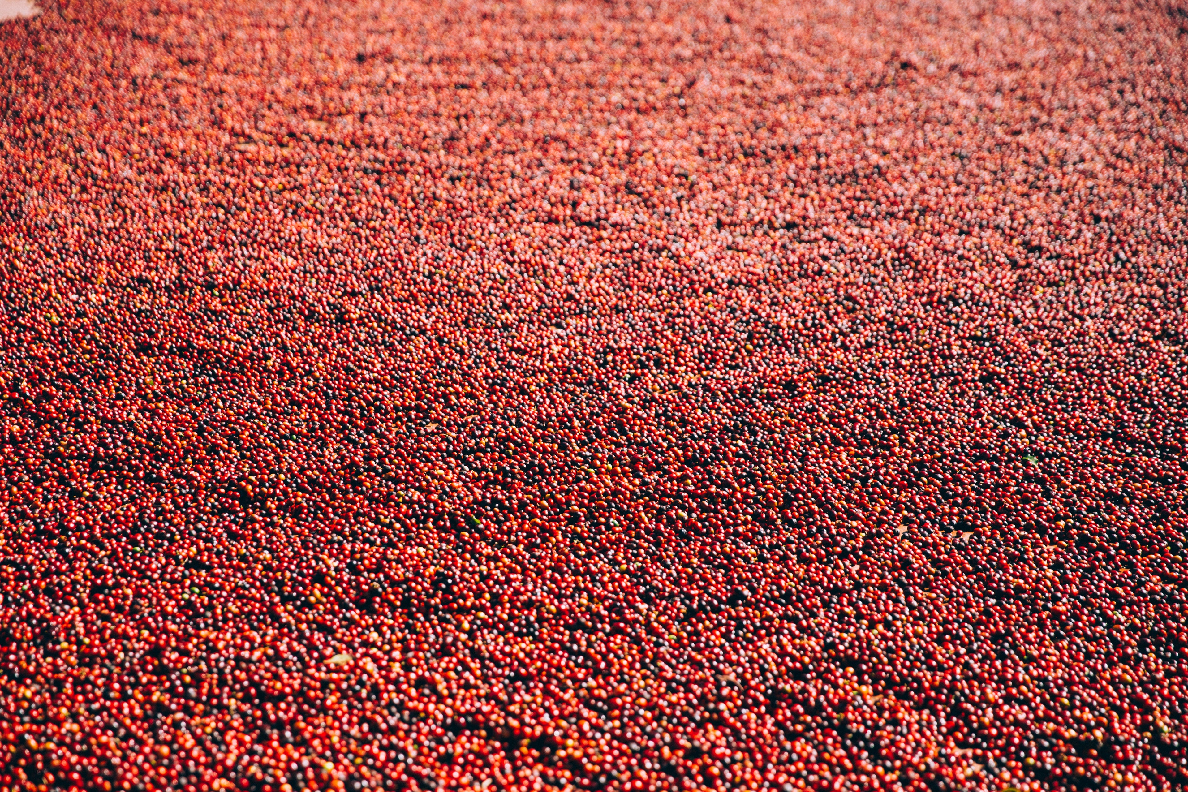 Coffee Beans